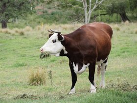 2012-12-09-41 Snowy (c) Jason Grossman.jpg